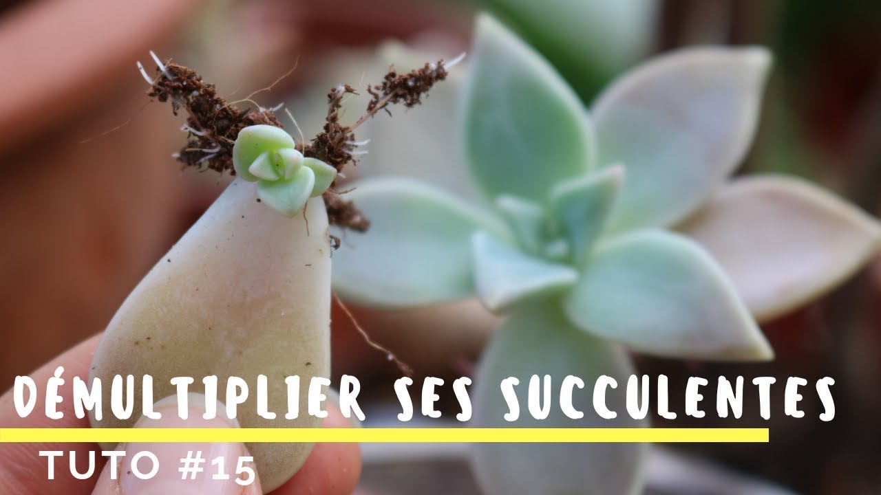 Comment bouturer ses plantes grasses - TR&Egrave;S FACILE -  TUTO #15