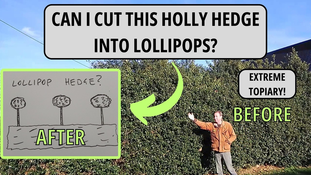 Hedge Trimming and Topiary | Gardening UK (Cutting a holly hedge)