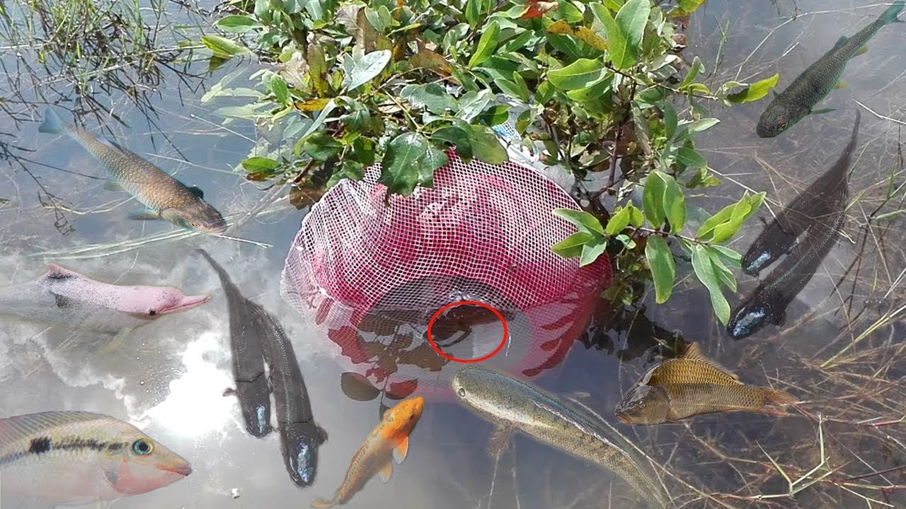 New Idea Fish Trap-Boy Creative Fish Trap Using Water Tank With Net Basket To Catch A Lot Of Fish