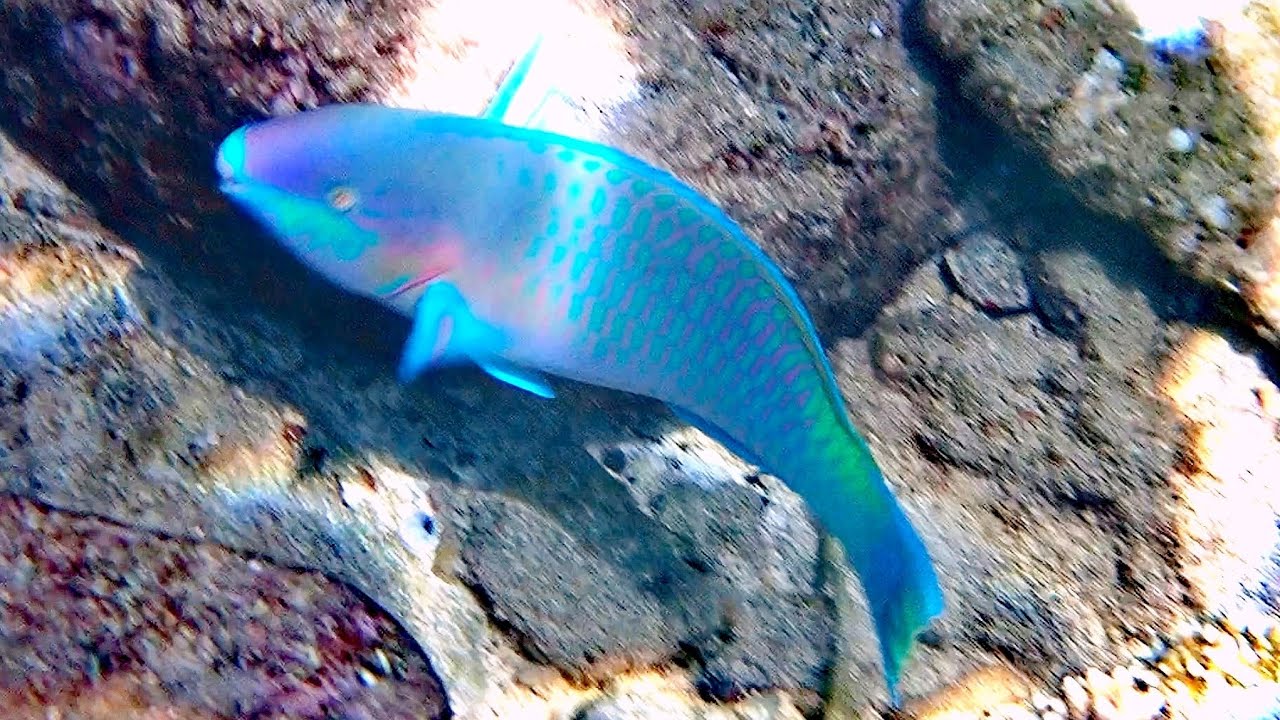 浮潜 @ Sabang Island - Aceh - Sumatera 自由自助背包行