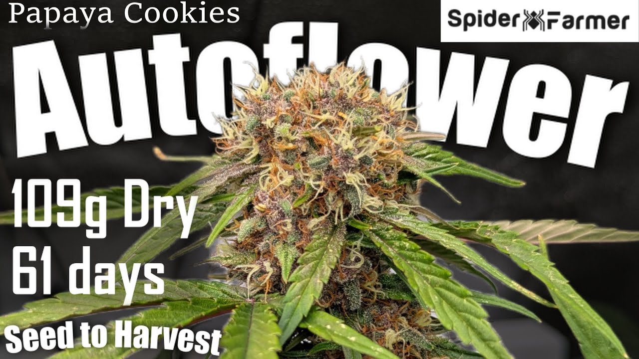 Timelapse -109g Autoflower- Seed to Harvest - Papaya Cookies Fastbuds - Spiderfarmer SF4000