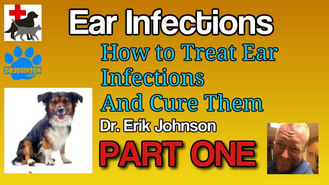 Miconazole and Gentizol for Canine (Dog) Ear Infections