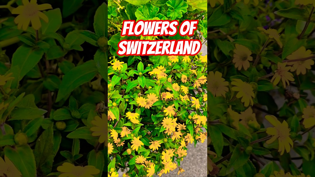 beautiful flowers in Switzerland | Switzerland scenery | switzerland flowers @planjourneysPL