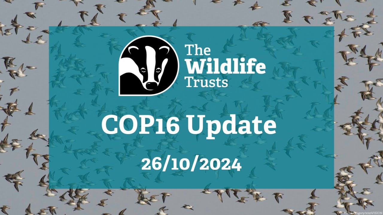 The Wildlife Trusts' #COP16 Update 26/10/2024
