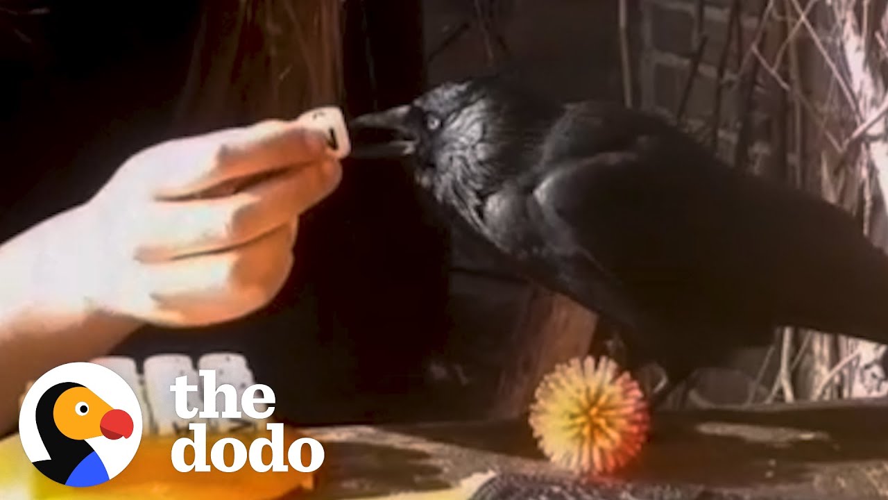Дикий ворон становится лучшим другом для этой семьи | The Dodo Wild Hearts