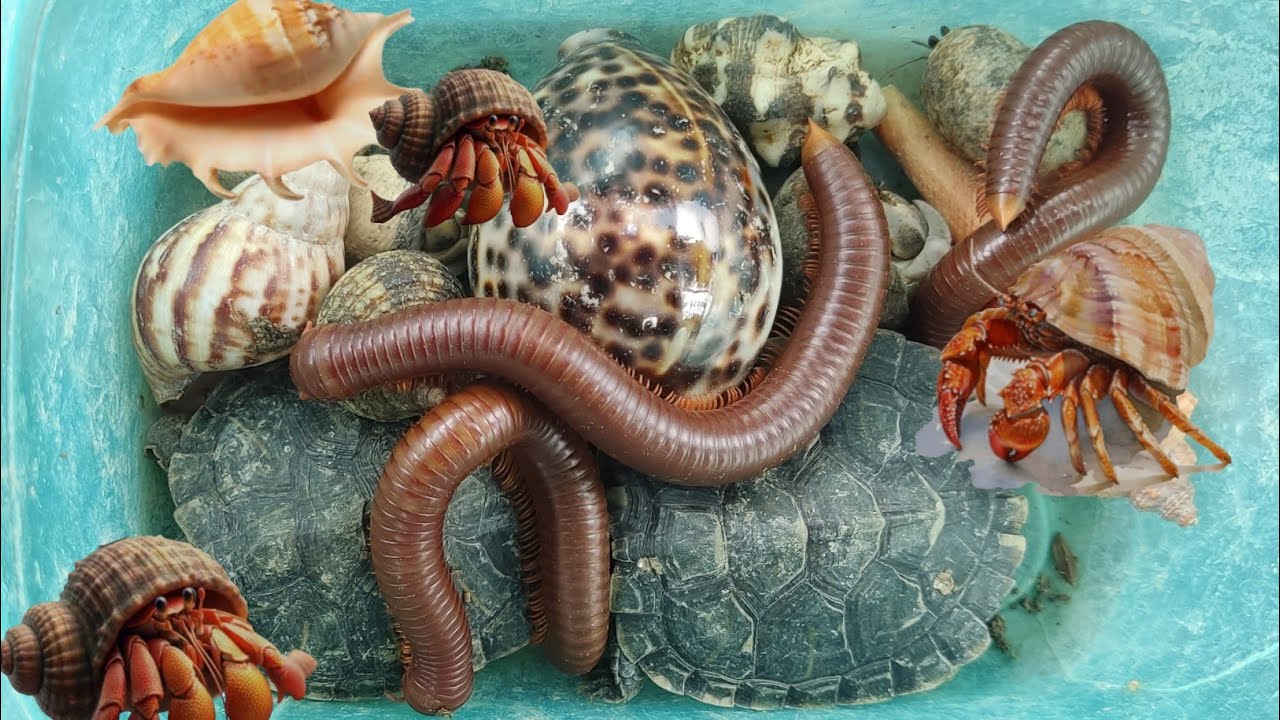Menemukan Bekicot Pelangi, Kerang Laut,Kerang, Kelomang,kaki Seribu, Penyu,Luwing, Lipan,Katak#me439