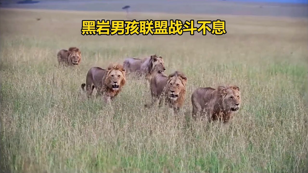 黑岩男孩雄獅聯盟，給草原帶來新活力，譜寫一段熱血篇章！#nature #animals #wildlife #lion