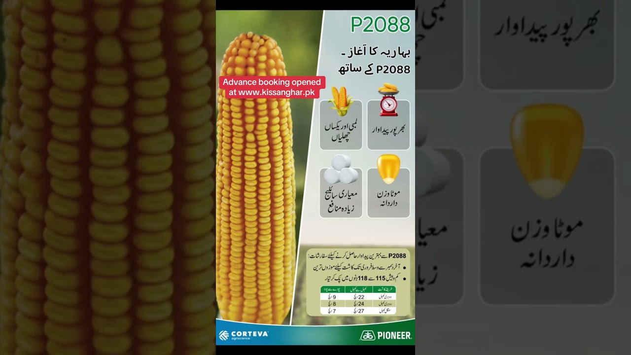 Maize seed 2025 of Origional Pioneer Brand Corteva Agri advance booking opened at www.kissanghar.pk
