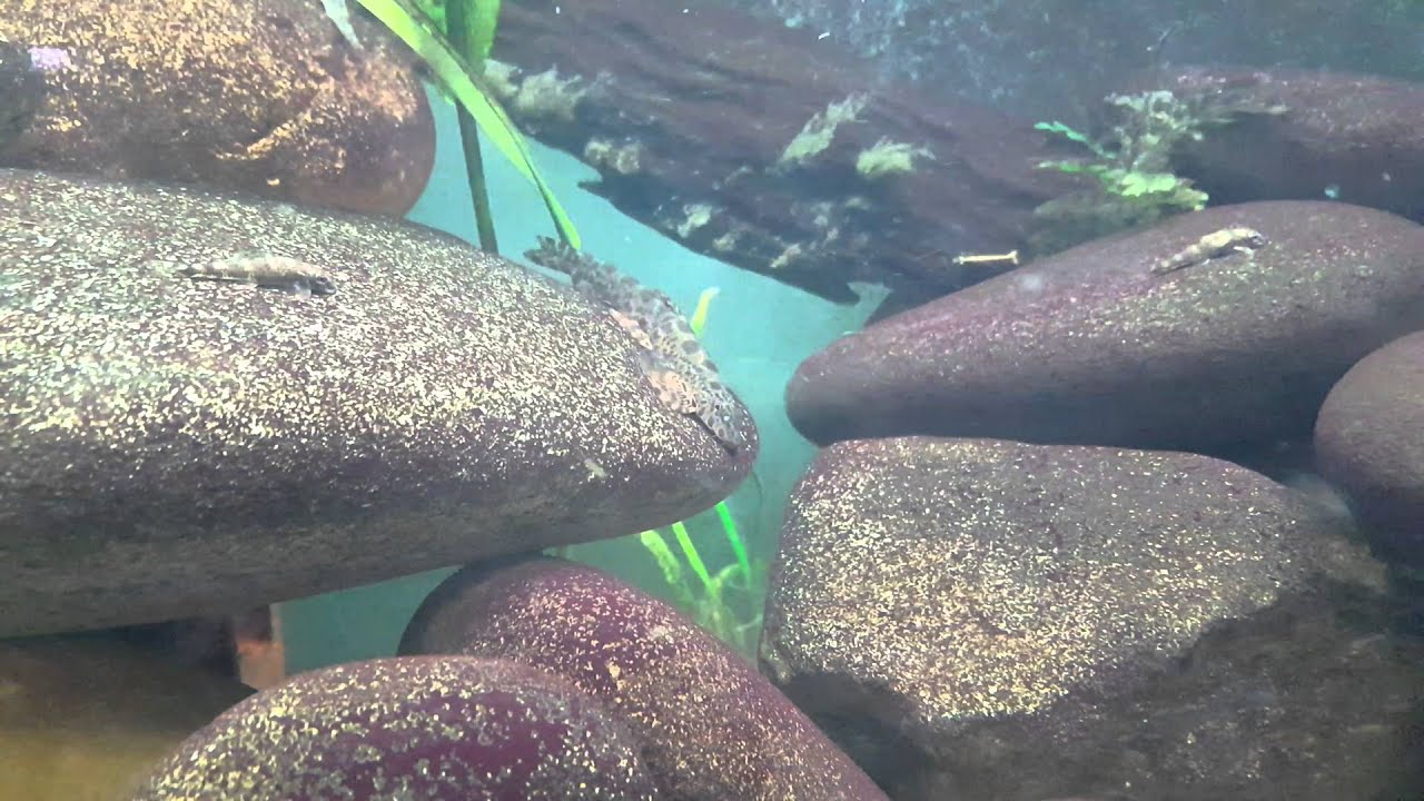 Hillstream tank containing Balitora sp. Bhavania australis and Psilorhynchus balitora