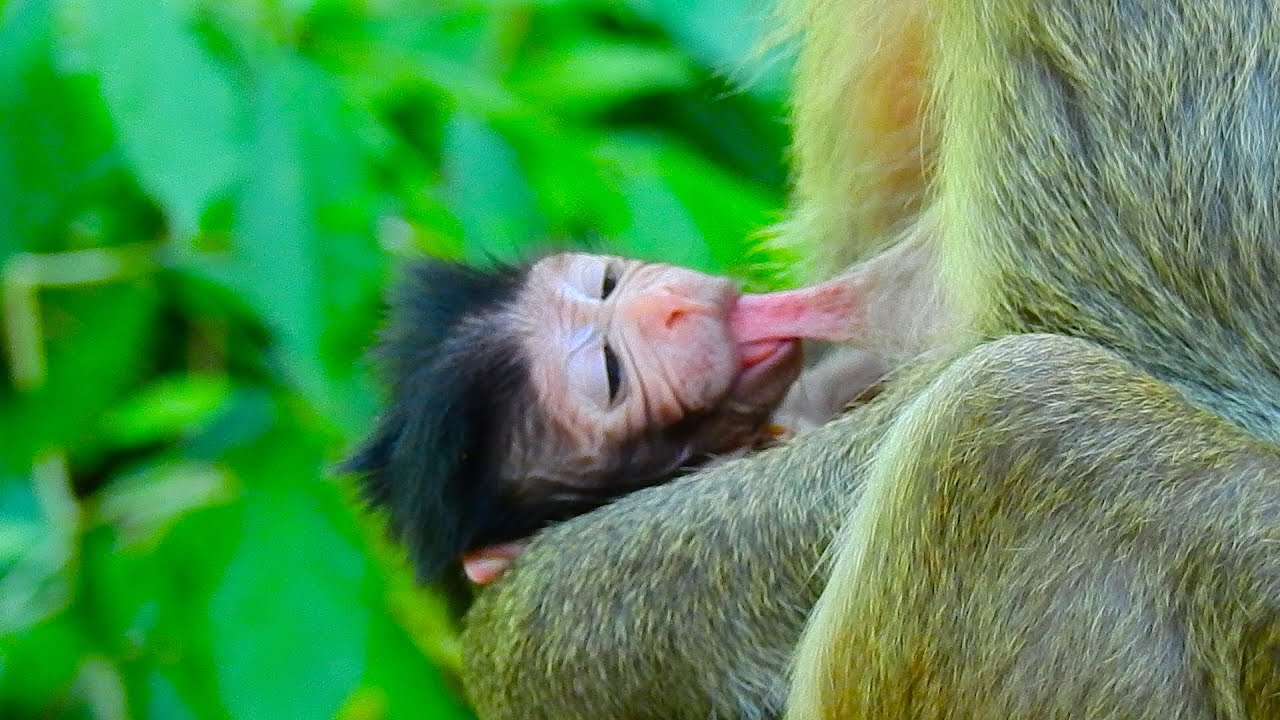 Very active poorest newborn baby after gave birth trying drink milk, Very nice just newborn wildlife