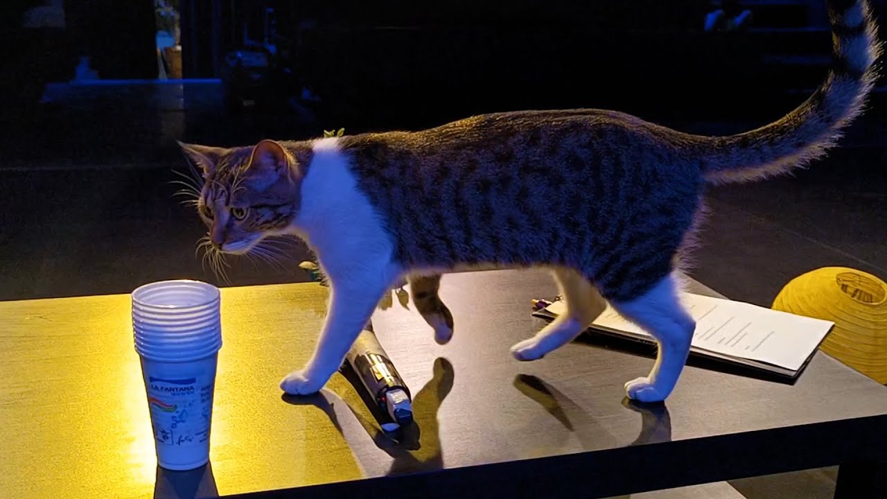 Istvan Teglas T Masca xxx reel