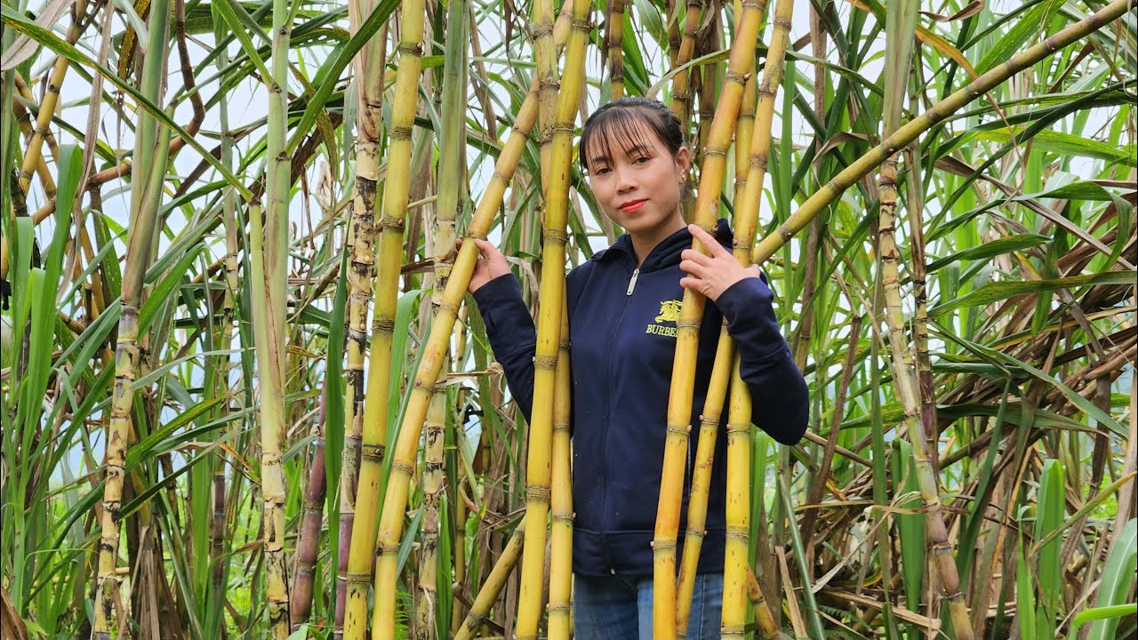 Harvesting Sugar Cane and Bringing it to the Market for Sale - Cooking Pig Food, Gardening