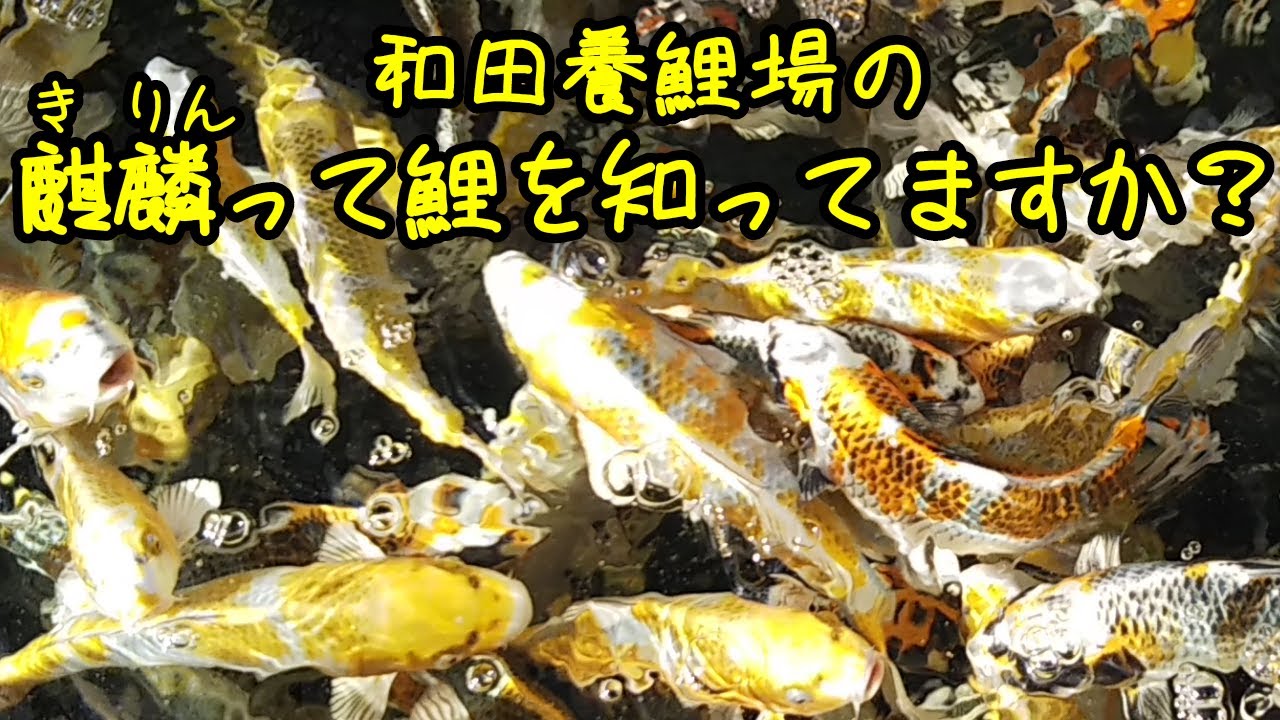 錦鯉飼育 錦鯉の品種『麒麟』
