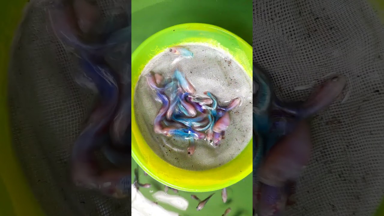#bettababy