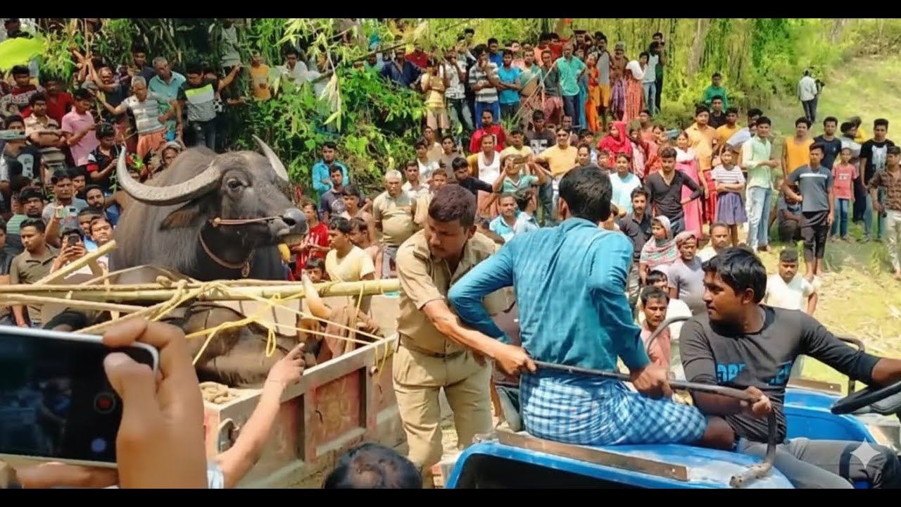 গ্রামে ঢুকলো পাগলা মহিষ - একি বললো দাদা - CVB TV