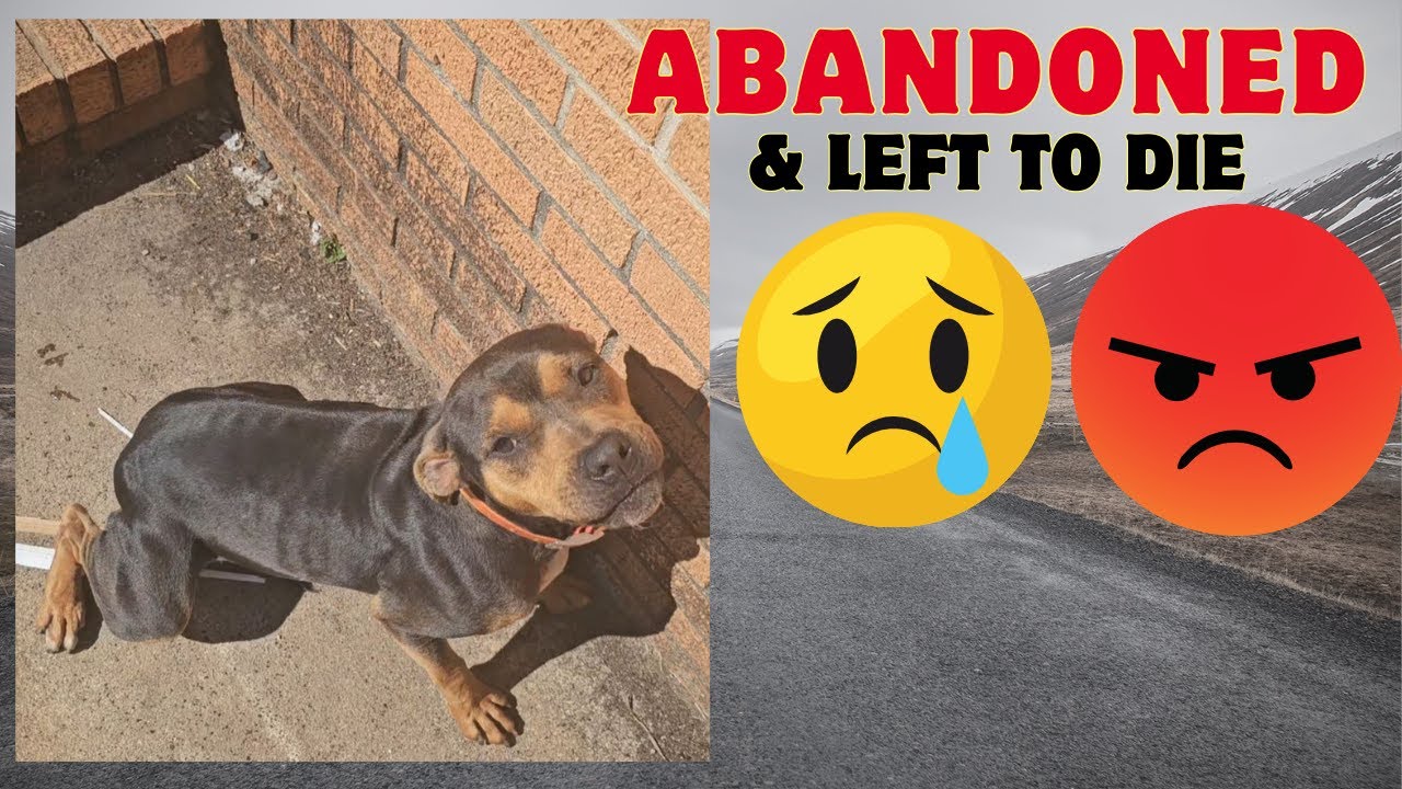 EVICTED, ABANDONED & LEFT TO DIE!!! 😡😪😭