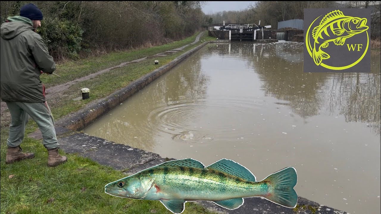 The Hunt for a UK Zander