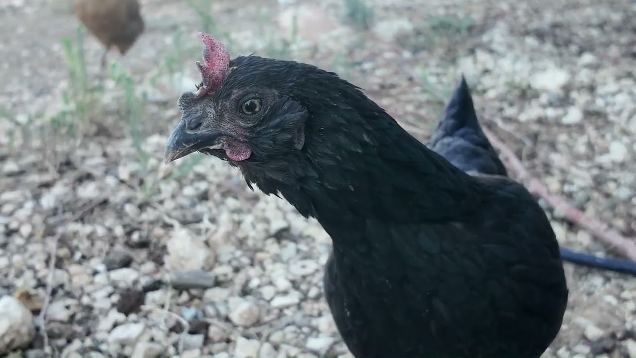 Uçamayan Kuşlar 1