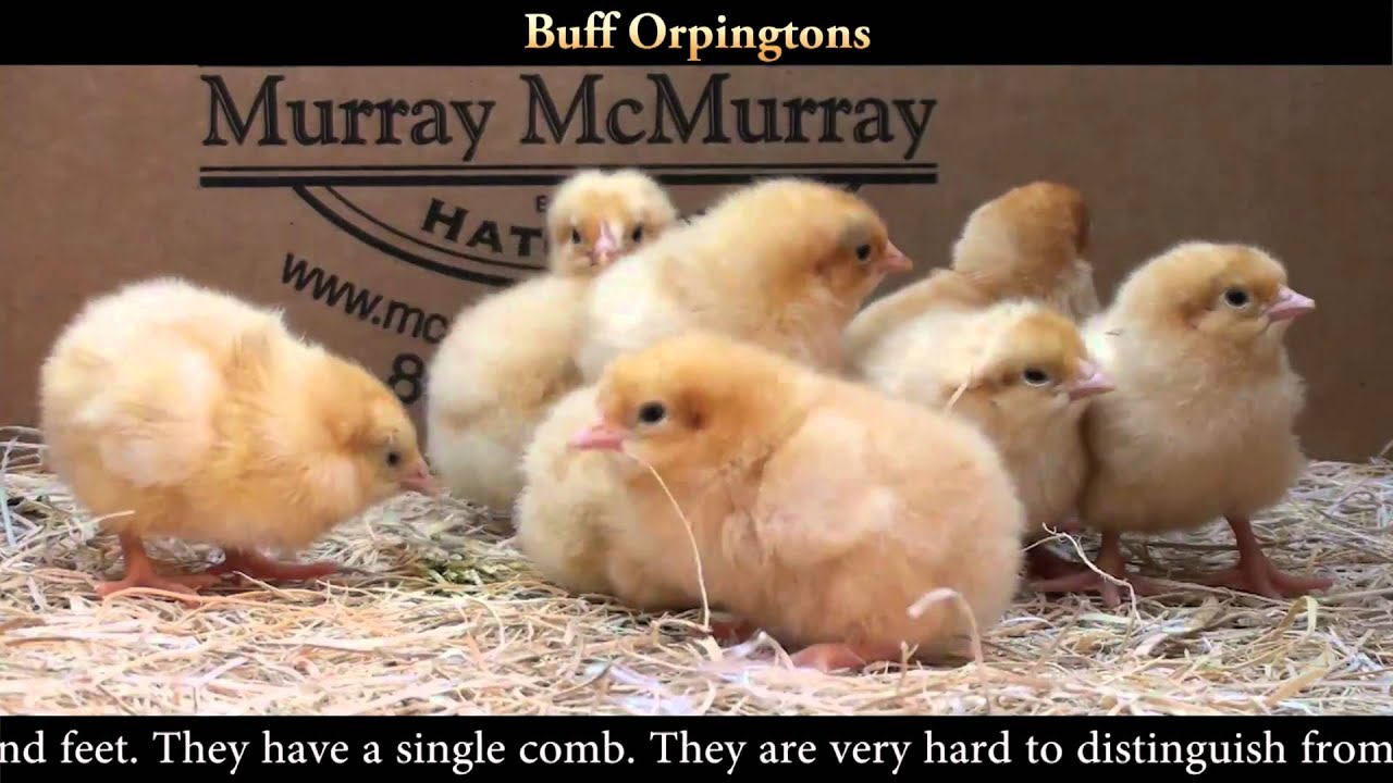 Buff Orpington Chicks