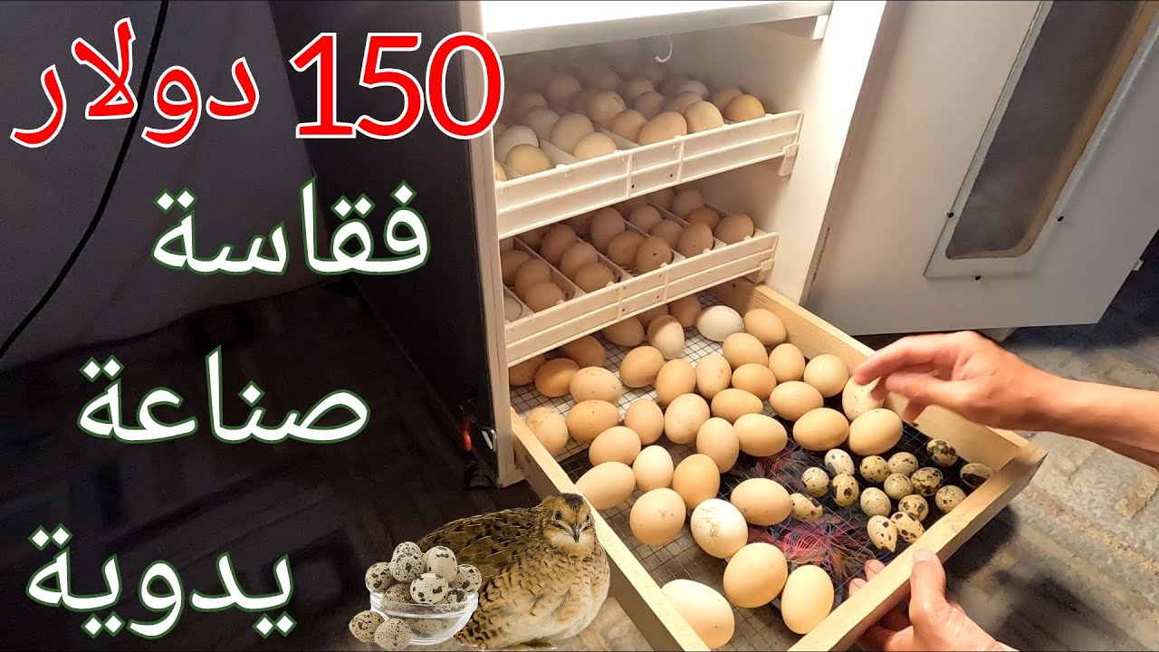 (133)تجربة تفقيس البيض في فقاسة صناعة يدوية ، تركيب و تجربة التوربينات الهوائية  مع ذكر الأسعار