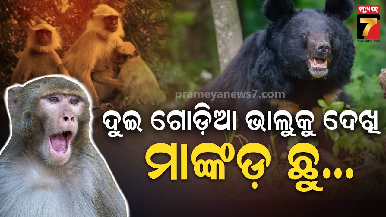 ଭାଲୁ ବେଶରେ ମଣିଷ, ଜଗିଛି ବର୍ଷ ଯାକର ଫସଲ;ଚାଷାଙ୍କ ନିଆରା ପଦକ୍ଷେପ |UP Farmer in Bear Costume Scares Monkeys