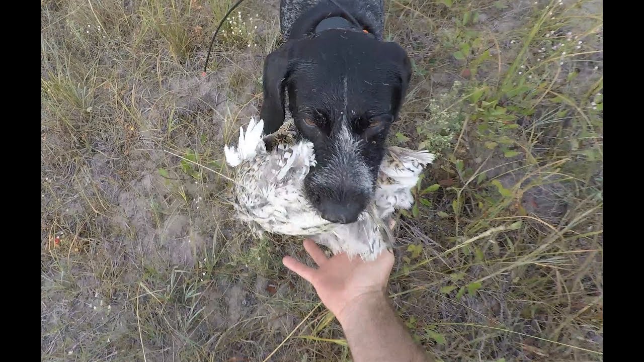 South Dakota Early Season Sharptail Grouse Hunt