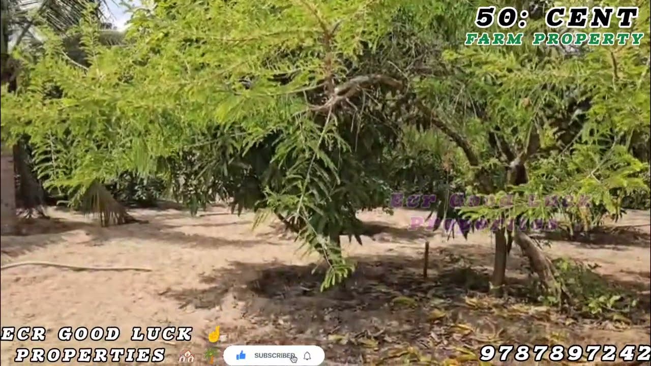 🆔 117:  50 CENT FARM 🌴 FARM PROPERTY FOR SALE IN NEAR ECR KADAPAKKAM 