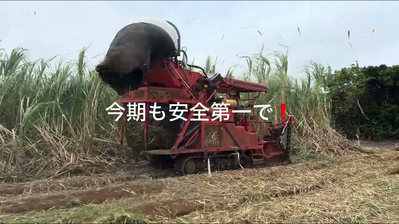 サトウキビ株出し不耕起栽培収穫　やっぱり救世主