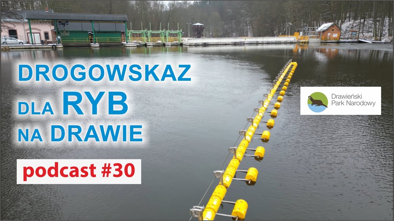 Podcast #30 - Drogowskaz dla ryb na Drawie