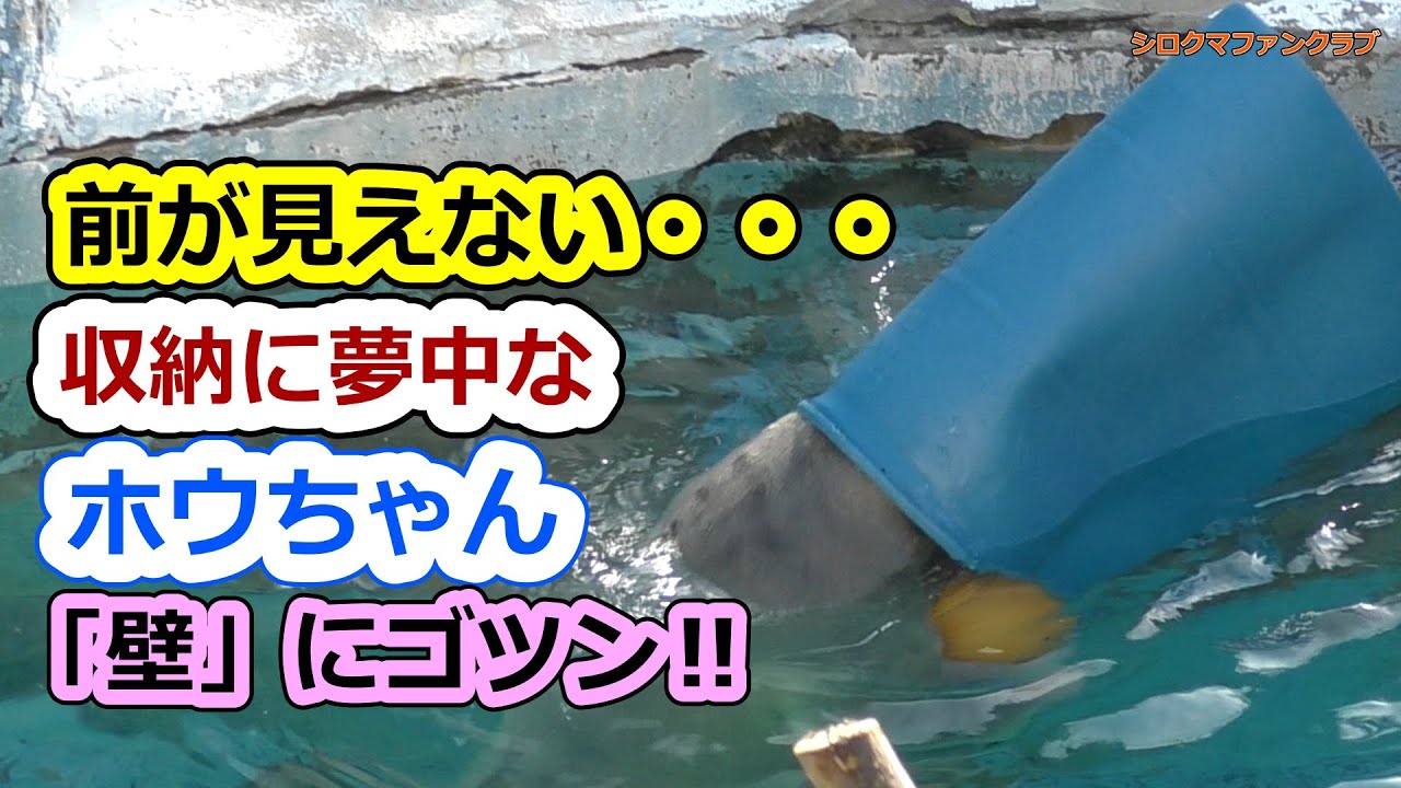 Не видит, что перед ним! Хоу-чан, одержимый хранением вещей, врезается в стену [Зоопарк Теннодзи]
