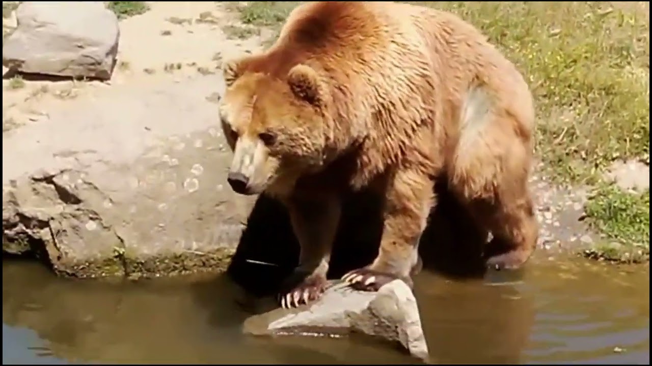 A real life teddy bear: chilling, the cutest yawn and then a dip in the water