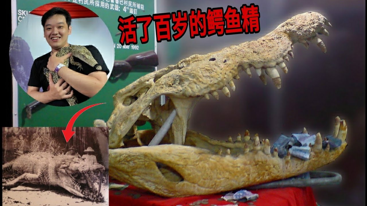 古晋杨氏鳄鱼园，百年鳄鱼精恐怖真实故事！- VLOG