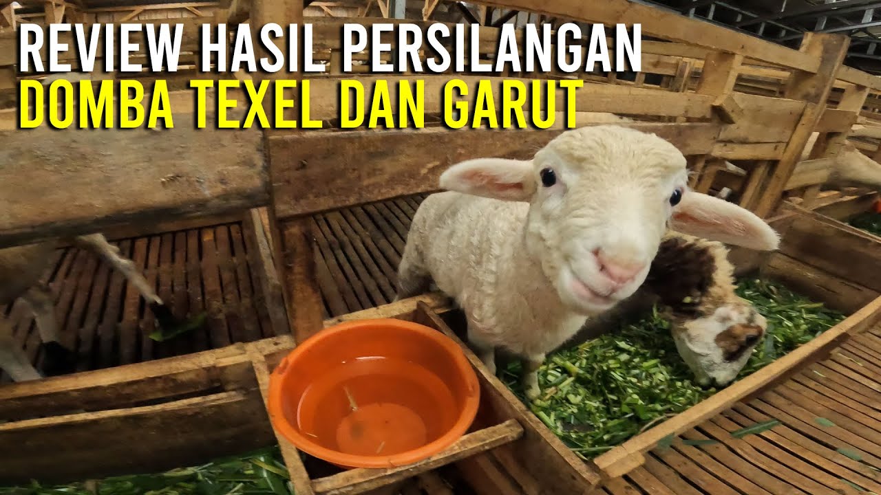 Wow!! Hasil Silangan Garut dan Texel Bobot Bisa Naik 15Kg + | DUTA FARM