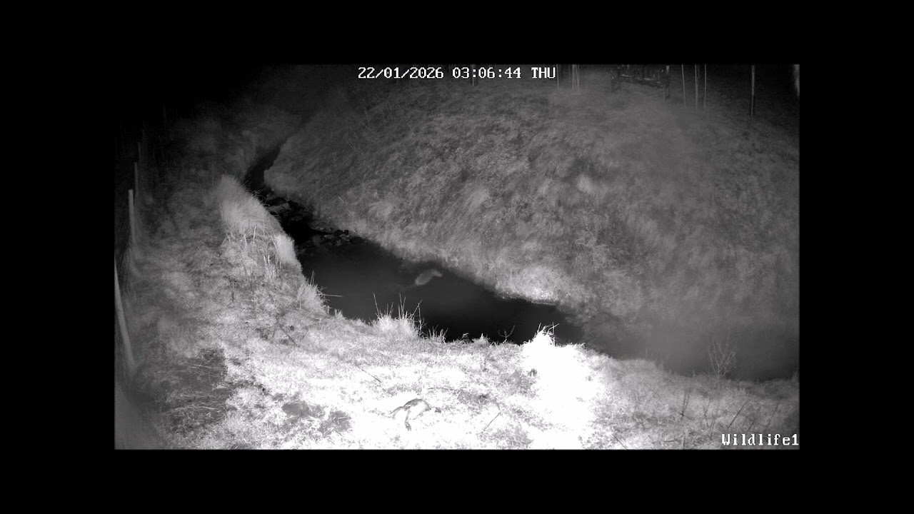 Scotland Otter Action