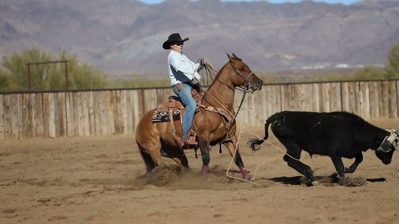 Stoppin N Hollywood 2019 AQHA Dun Gelding