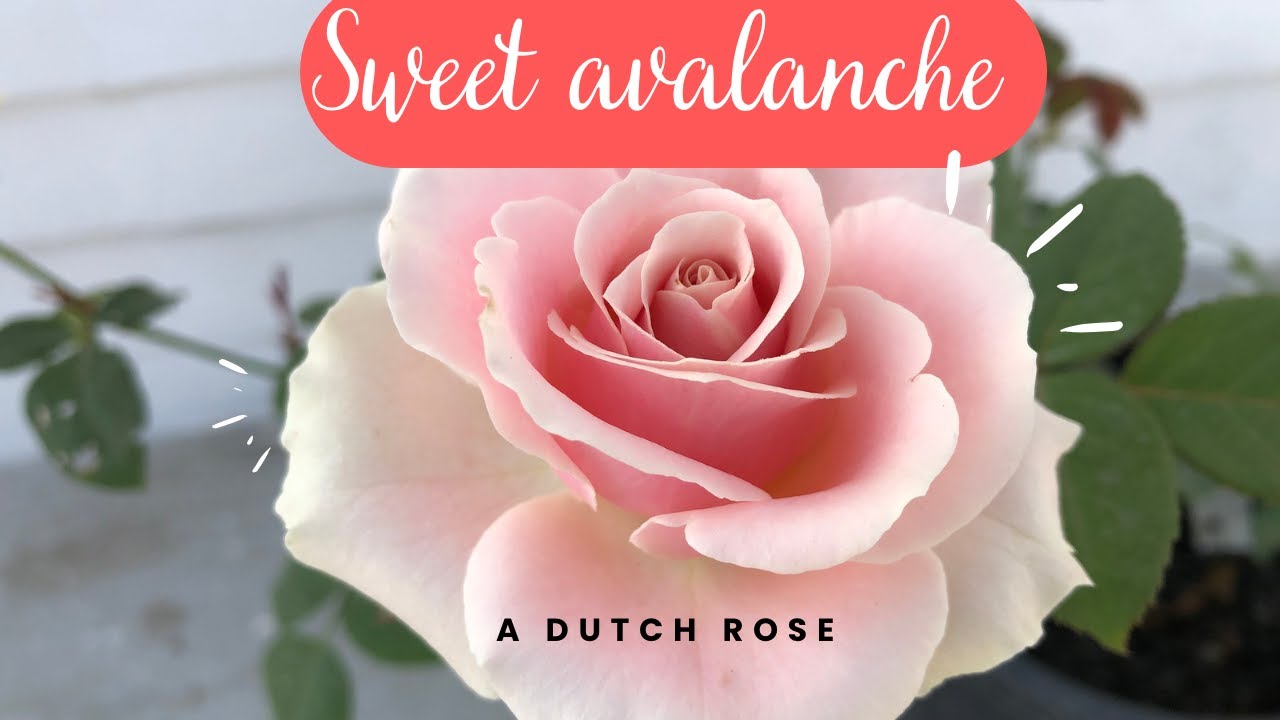 SWEET AVALANCHE ROSE #rose #roseseries