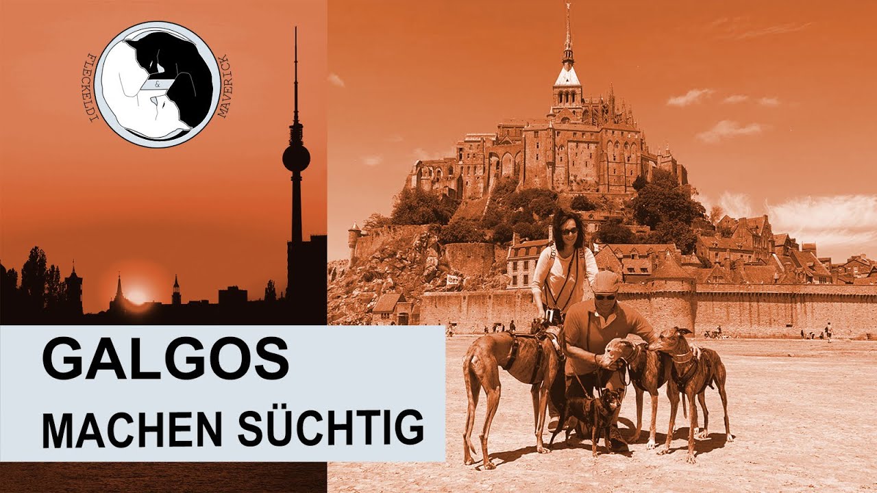 Galgos machen süchtig