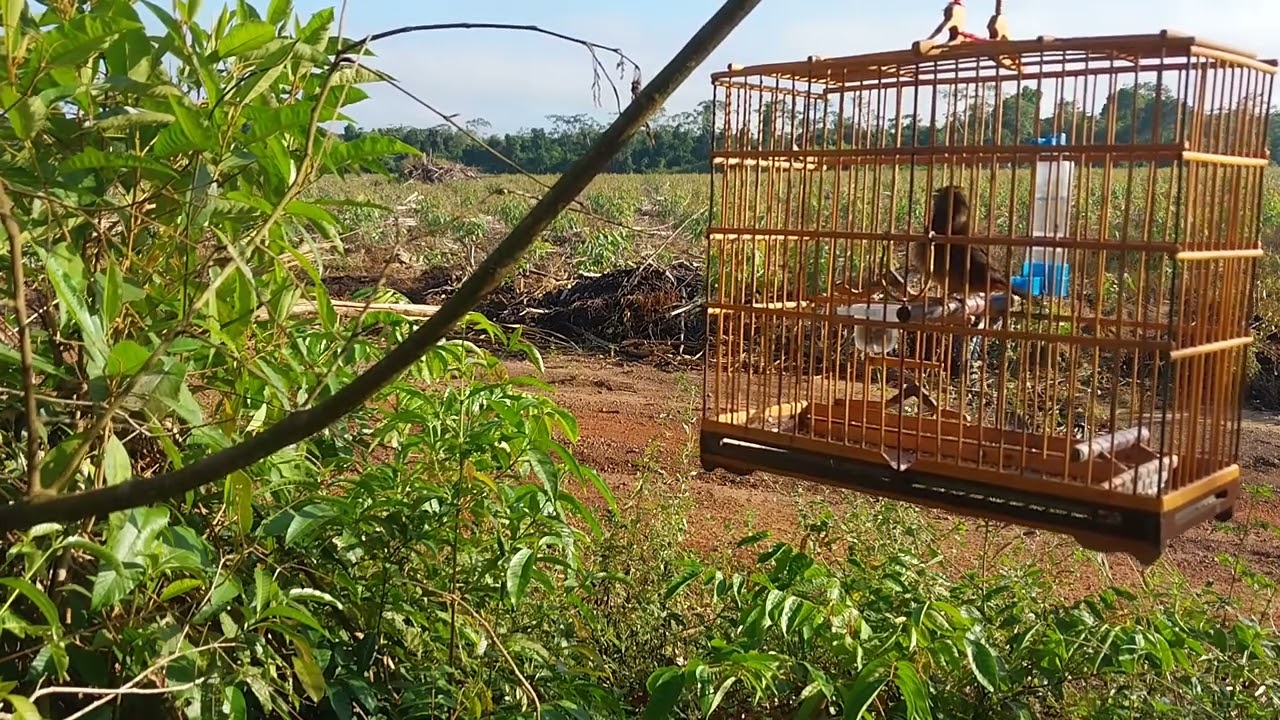 pardo de ulianópolis com 2 meses de gaiola cantando no Mato