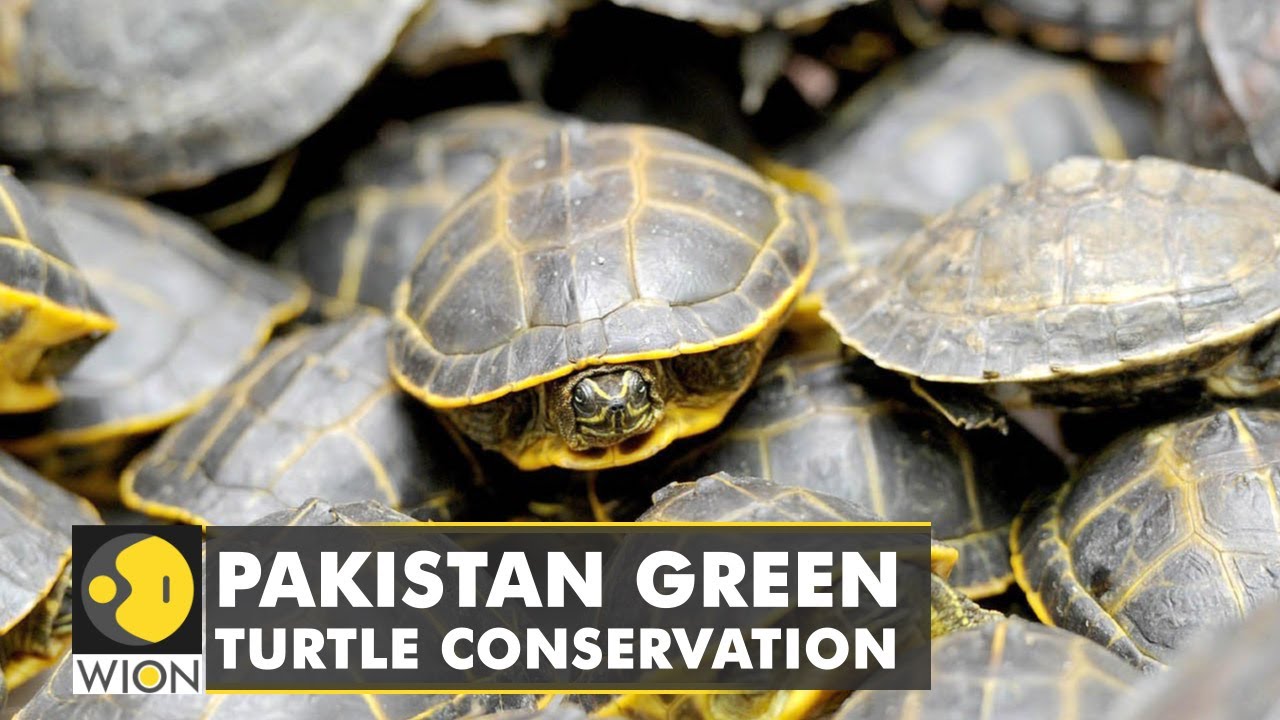 Pakistan green turtle conservation: Wildlife trust ramps up efforts to protect hatchlings | WION