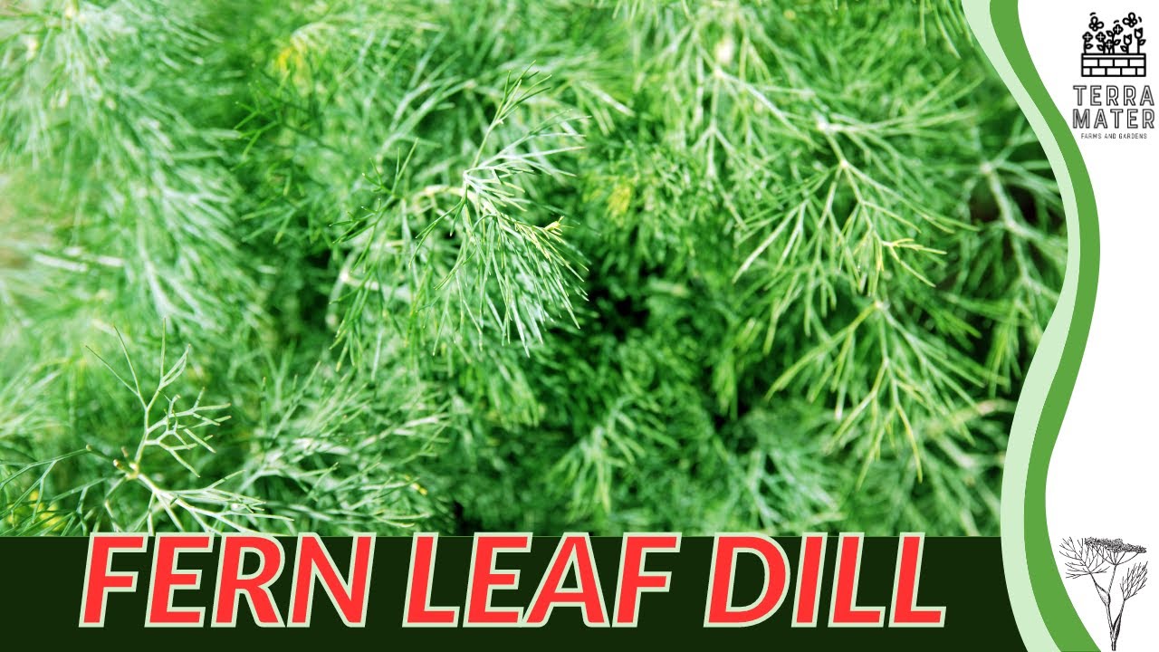 FERN LEAF DILL: Care Guide and Tips 🌿✨ (Anethum graveolens &lsquo;Dillex&rsquo;)
