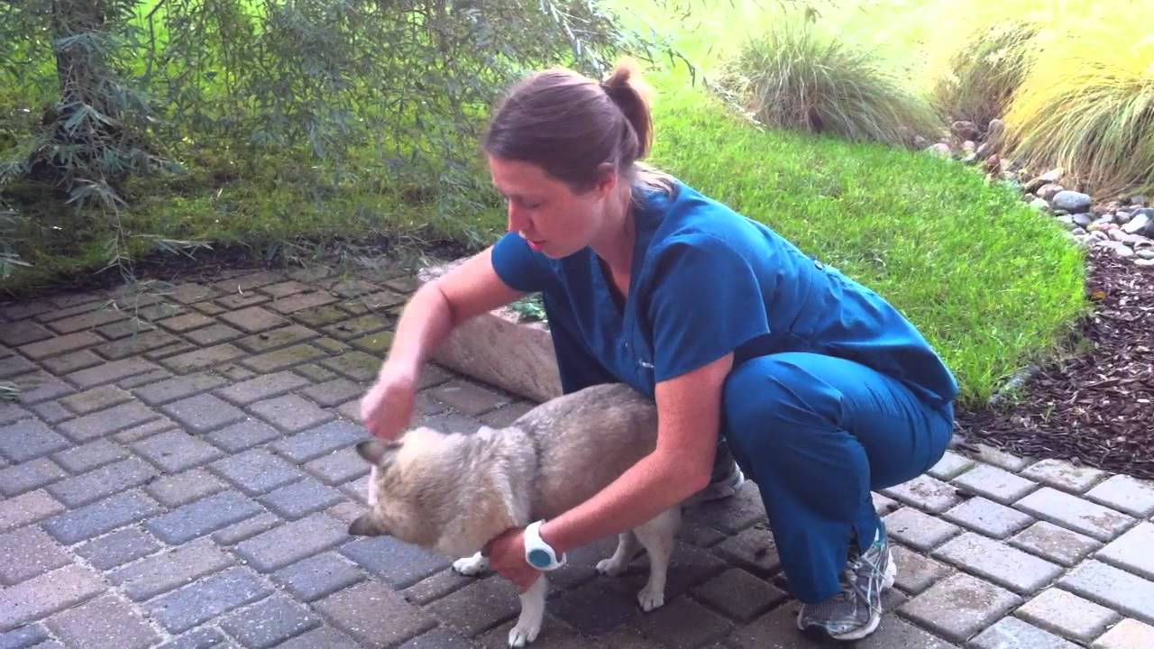 Dog Rehab Exercise, Cookie Stretch (612)925-1121