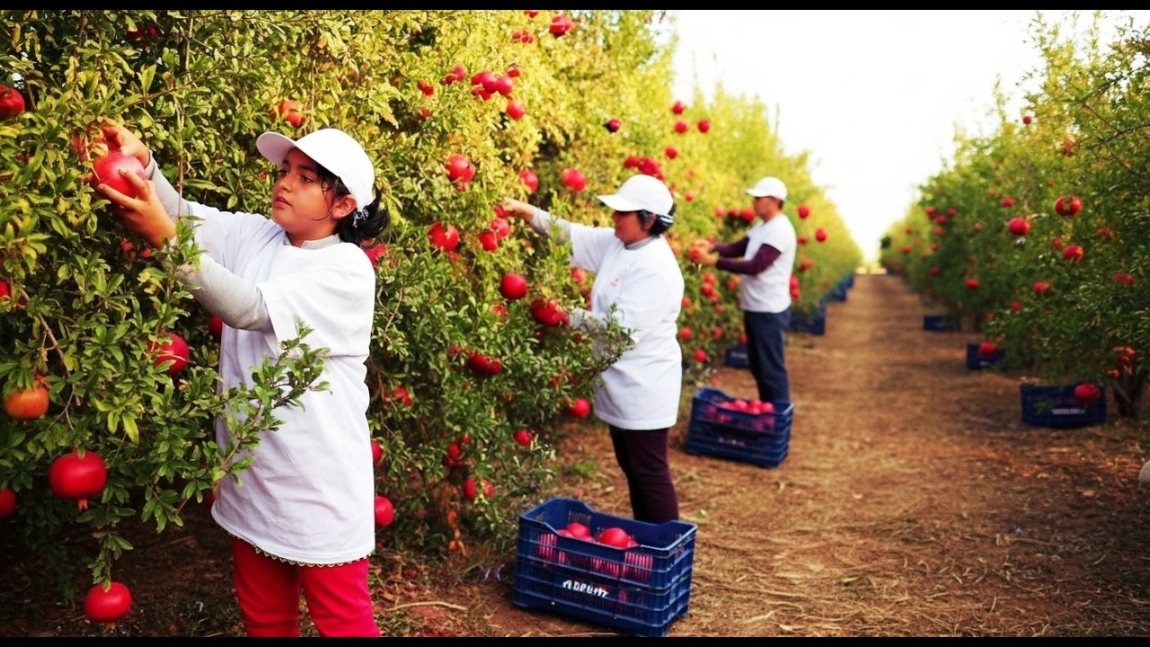 Awesome Agriculture Technology: Pomegranate Cultivation - Pomegranate Farm and Harvest