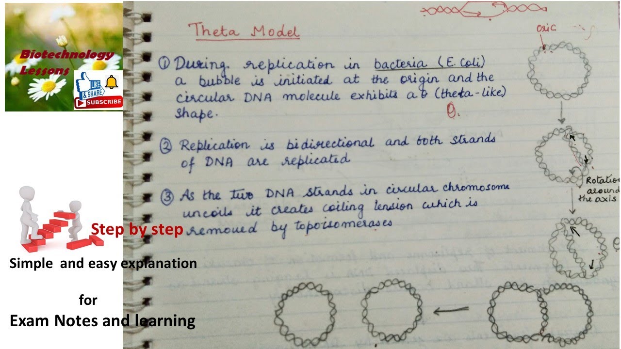 Theta model and rolling circle model of DNA replication in prokaryotes