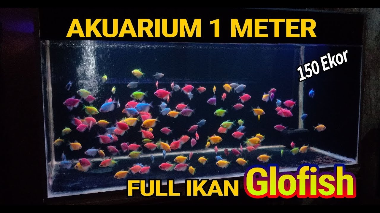 FULL IKAN GLOFISH DI AKUARIUM 1 METER ❗❗❗
