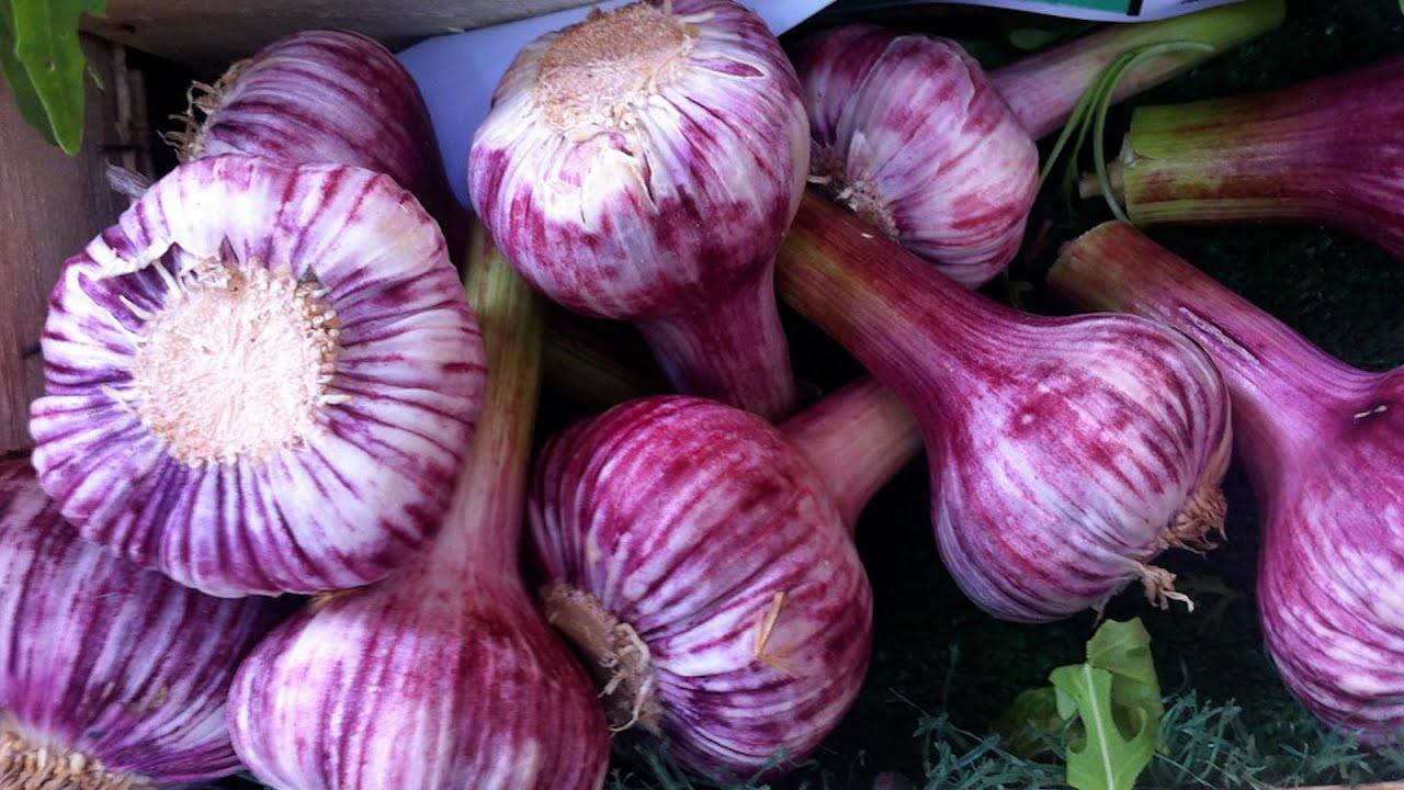 Top 5 Reasons to Plant Garlic Russian Red