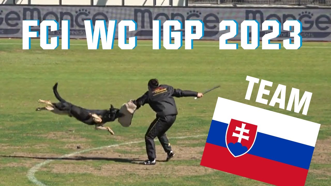 31. FCI WC IGP 2023 // Bono Extreme Arakon Land // Team Slovakia // working-dog