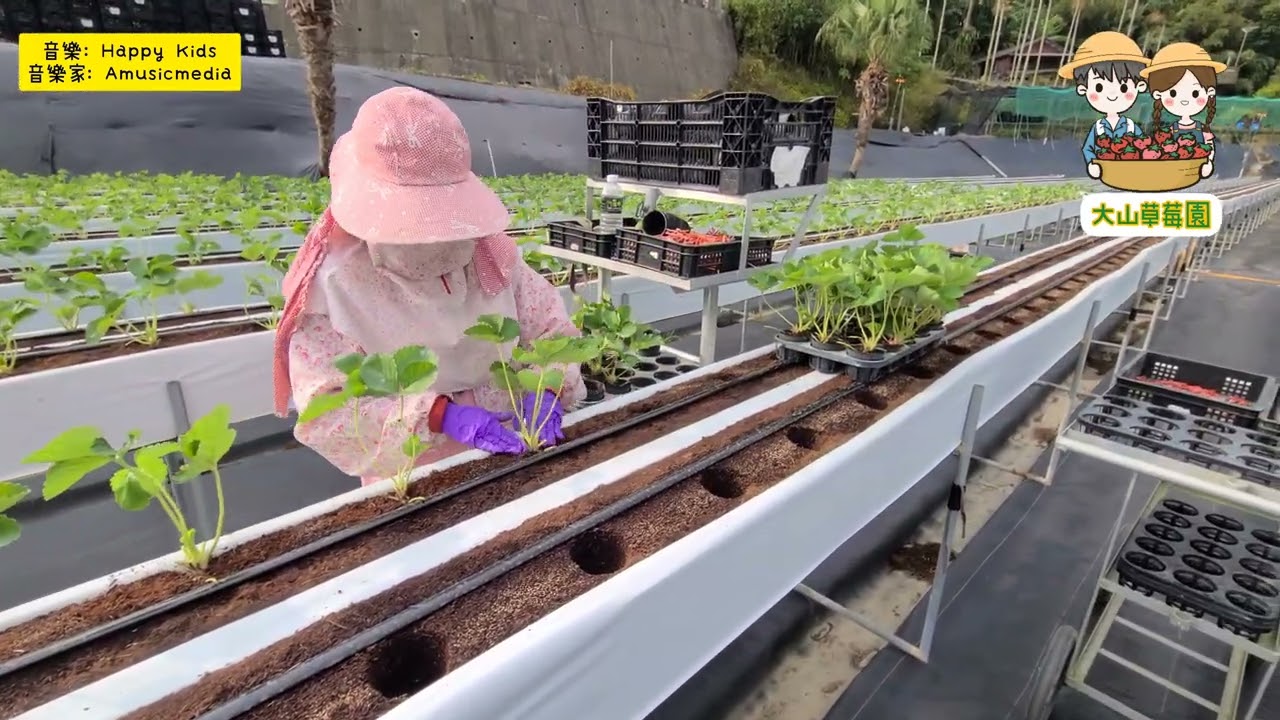 【高架草莓開始分批種植嘍～】期待草莓季的到來❤️