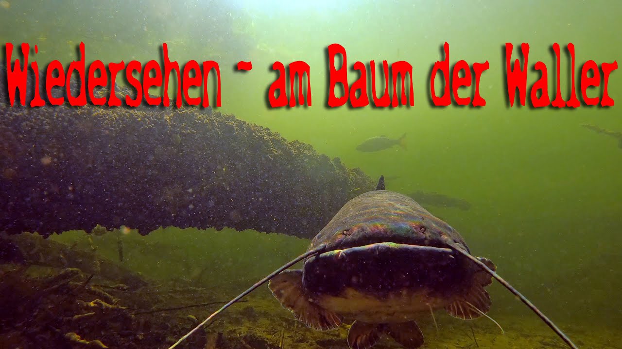 Wiedersehen - am Baum der Waller