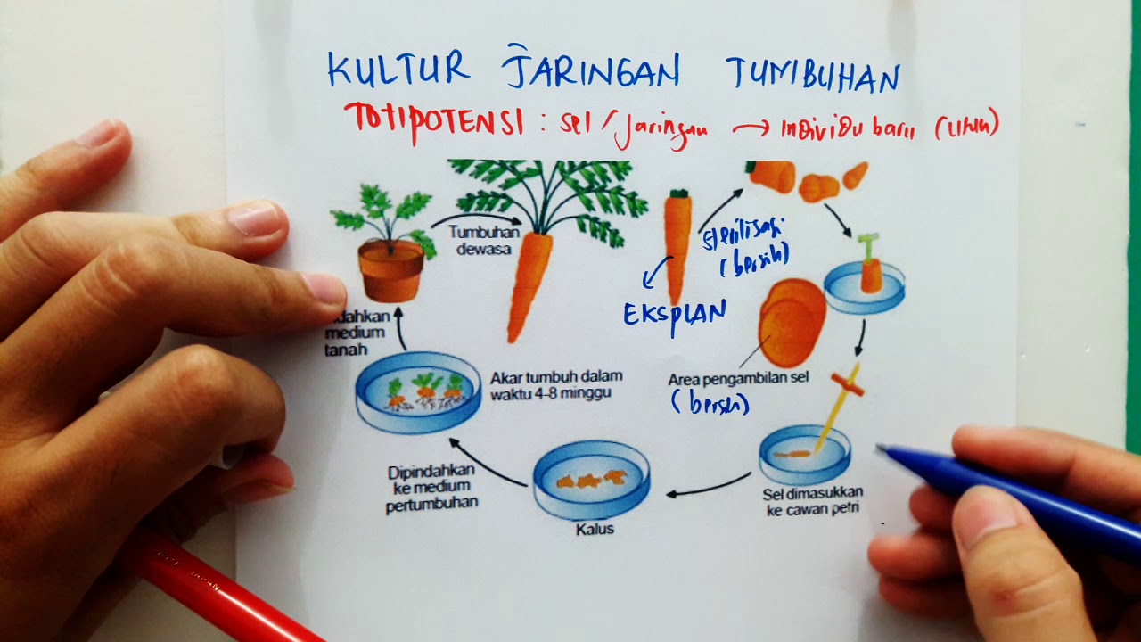 Kultur Jaringan Tumbuhan - Mudah dipahami