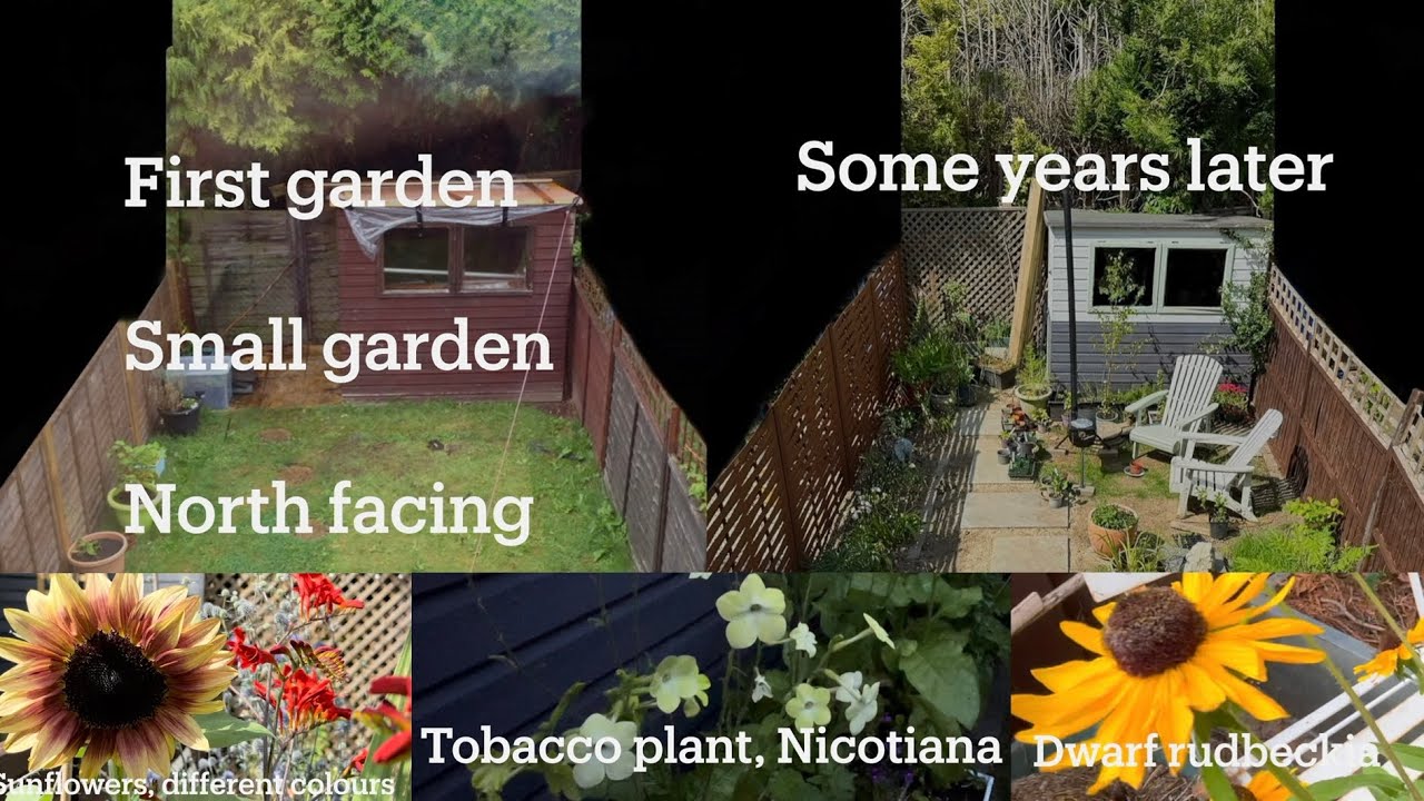 Small north facing garden, you can have flowers this summer